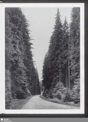 Fichtenbestand im Bayrischen Wald