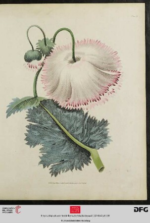 [Plate 115-118] Plate 110-113 [Vers. Blumenarten (koloriert)]