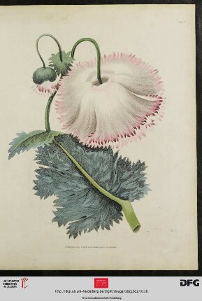[Plate 115-118] Plate 110-113 [Vers. Blumenarten (koloriert)]