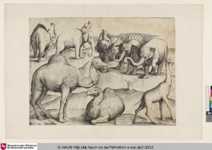 Tabula III animalium ex uetustissimis picturis Romae