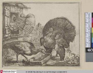 [Vier Truthähne; Four Turkeys; Les dindes]