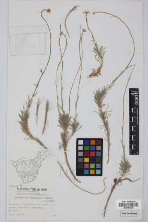 Descurainia bourgaeana (E. Fourn.) Webb