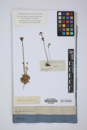 Androsace septentrionalis