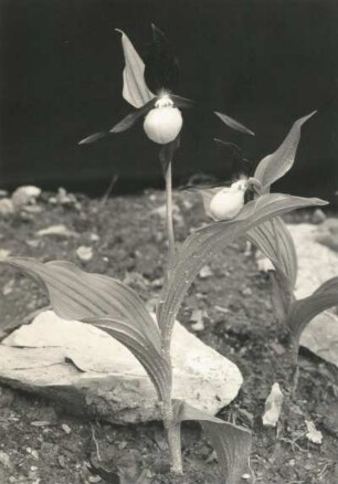 Gelbe Frauenschuh oder Gelb-Frauenschuh (Cypripedium calceolus), auch Marienfrauenschuh