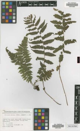 Christella dentata (Forsskal) Brownsey & Jermy