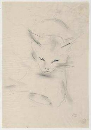 Katze