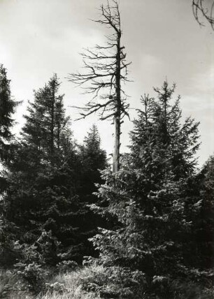 Abgestorbener Nadelbaum in einem Sumpfwald