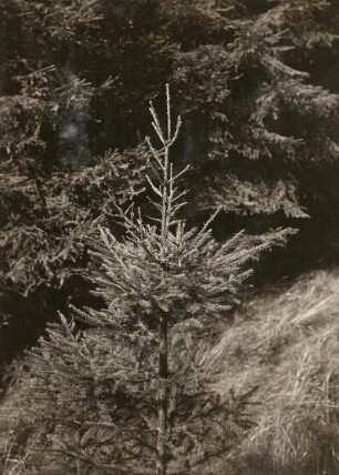 Fichte : Wipfeldürre Fichte (Picea)