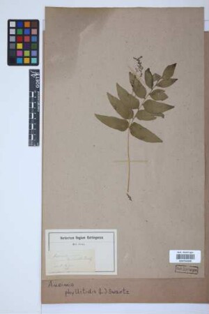 Anemia phyllitidis (L.) Sw.
