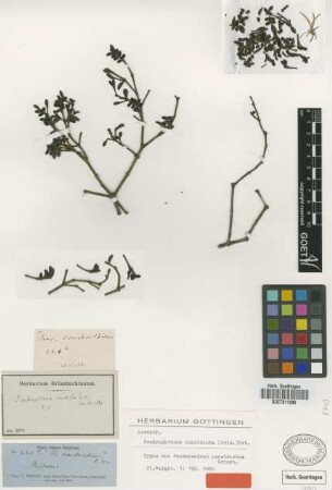 Phoradendron constrictum Griseb. [holotype]