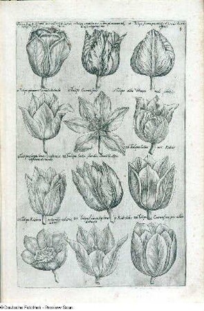 Zwölf verschiedenen Tulipa-Darstellungen, Folio 9