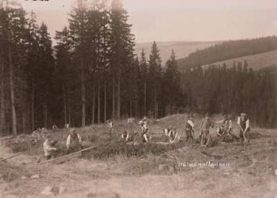 Steinbach : Steinbach im Erzgebirge. Waldanpflanzen