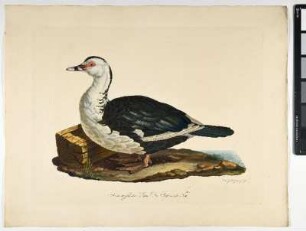 Anas moschata. Linn. Die Bisamente. Fem. - Moschus-Ente. Cairina moschata; fem. - Zeichner und Stecher: Ambrosius Gabler