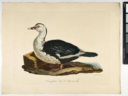 Anas moschata. Linn. Die Bisamente. Fem. - Moschus-Ente. Cairina moschata; fem. - Zeichner und Stecher: Ambrosius Gabler