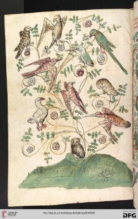 Buch III.B: Von dem gefügel in ainer gemain