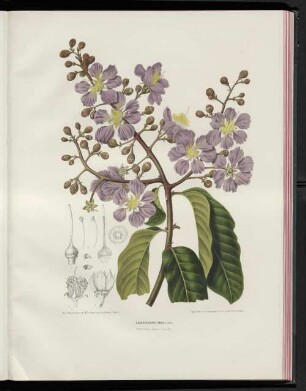 Lagerstrœmia regia.