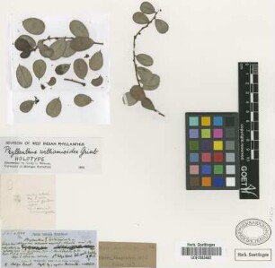 Phyllanthus williamioides Griseb. [holotype]