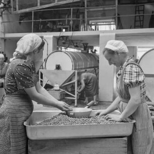 Konservenfabrik Gifhorn, Frauen beim Sortieren der enthülsten Erbsen