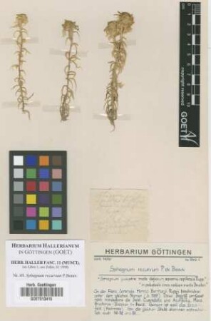 Sphagnum recurvum P.Beauv.