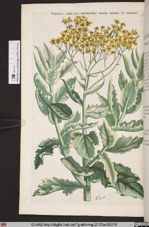 IACOBAEA AFRICANA FRUTESCENS FOLIIS RIGIDIS ET HIRSUTIS.