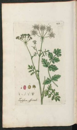492. Tordylium officinale