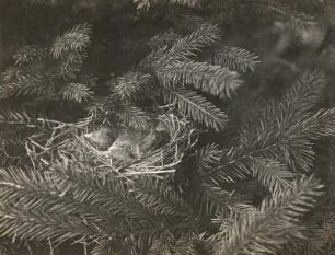 Bluthänfling (Carduelis cannabina L.), Junge im Nest