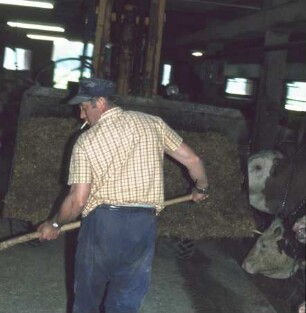 Fotografie: Futtertisch, Handarbeit, Futtervorlage, Gabelstapler, Maissilage