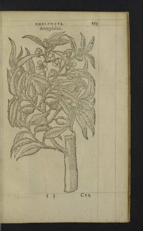 Amygdalus.