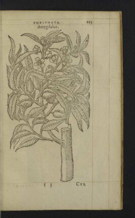 Amygdalus.