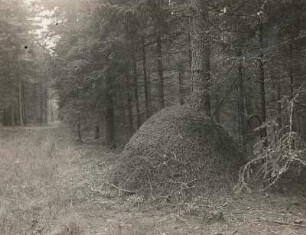 Rote Waldameise (Formica rufa L.), Nesthügel