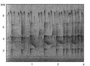 Kleinspecht | Dendrocopos minor - Ruf