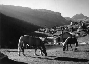 Haflinger in Sankt Kassian