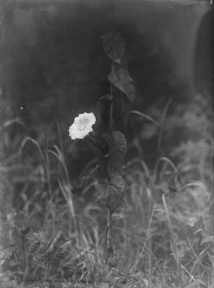 Echte Zaunwinde : Echte Zaunwinde (Calystegia sepium (Linnaeus) R. Brown)