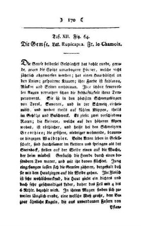 ¬Die¬ Gemse : Taf. XII, Fig. 16