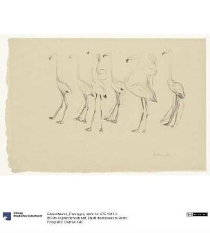Flamingos
