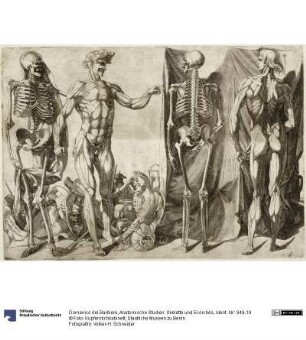 Anatomische Studien: Skelette und Ecorchés