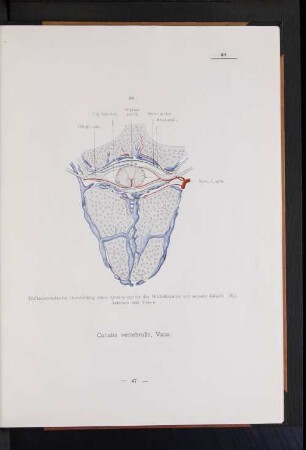 Canalis vertebralis, Vasa.