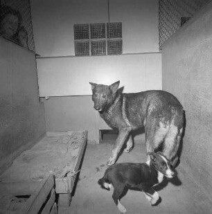 Tiere im Tierheim in Daxlanden.