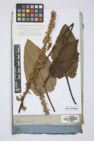 Verbascum nigrum