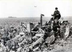 Rübenernte mit dem Traktor und Geräteträger RS09 in der LPG "Friedrich Engels" Schafstädt