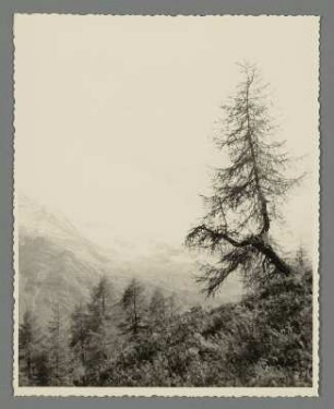 Bei Hintertux in Tirol