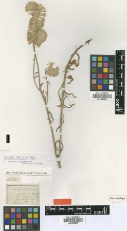 Trichinium preissii Nees [type]