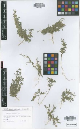 Polygala erioptera DC.