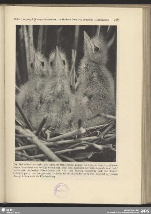 Jungvögel der Zwergrohrdommel im Nest