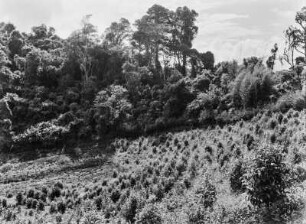 Landwirtschaftliche Anbaufläche : Vermutlich von den Europäern angelegte Anbauflächen in hügeliger Landschaft in Tansania