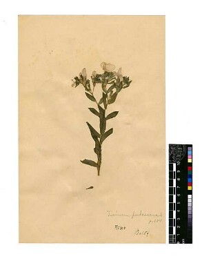 Linaceae Linum pubescens Russ, Georg Philip, geb. 1868 [Balat (Stadtteil)]