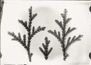 Hiba-Lebensbaum (Thujopsis dolabrata), Zweigspitzen