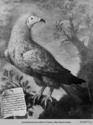 Vogel mit grauem Gefieder - Vogel