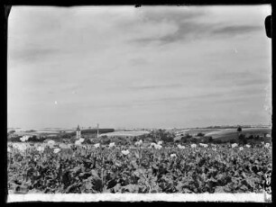 Bernstadt O/L 21.7.43