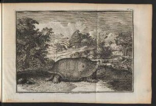 Große indianische Schildkröte